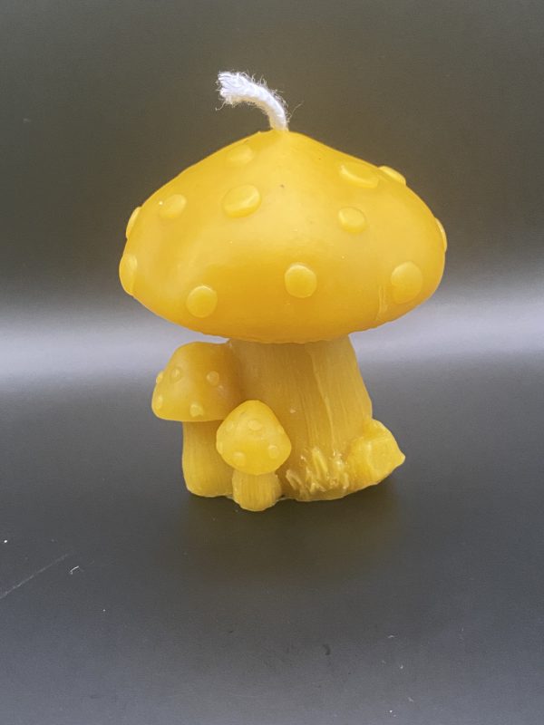 428 - Amanite tue-mouches Champignon Amanite