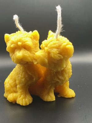 468 - Chien couple bisou Chien couple