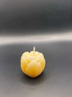 160 - Pivoine Pivoine