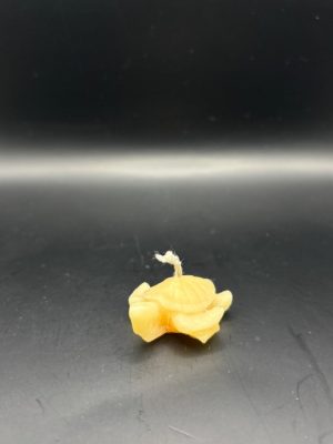 59 - Tortue très petite Tortue très petite