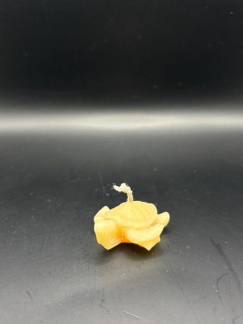 59 - Tortue très petite Tortue très petite