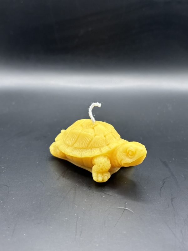 Tortue grande plate petit relief