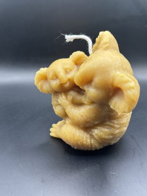 Koala avec son Bébé