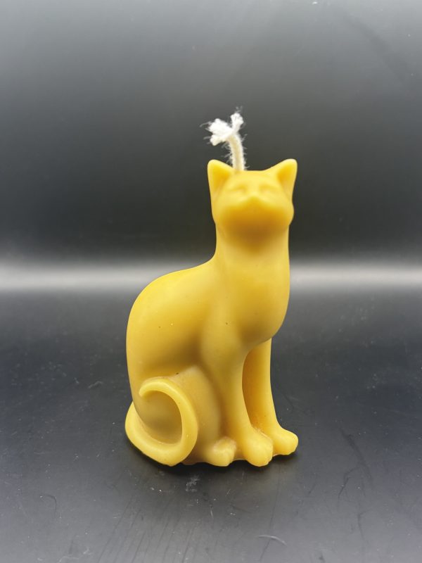 Chat moderne queue tordue