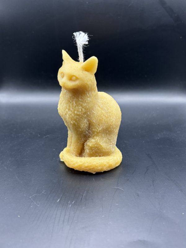 Chat assis queue enroulée